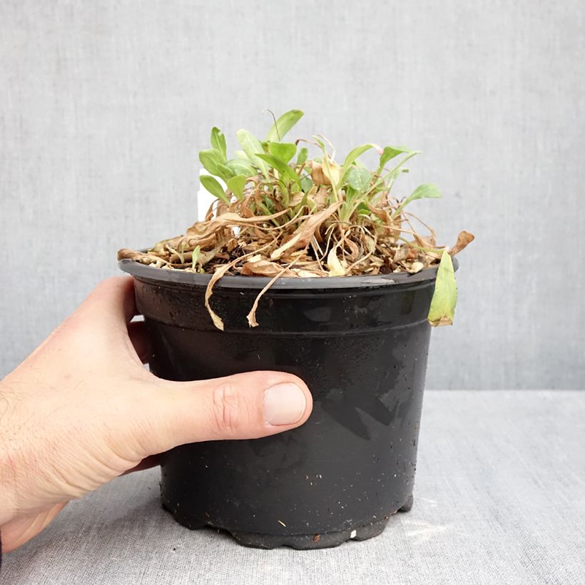 Exemplaar van Gaillardia Kobold - Kokardebloem Pot van 2 l/3 l zoals geleverd in de herfst