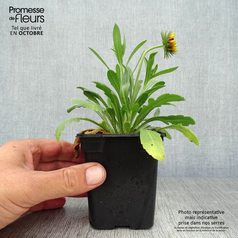 Exemplaar van Gaillardia Lutin - Kokardebloem Kweekpotje van 7/8 cm zoals geleverd in de herfst