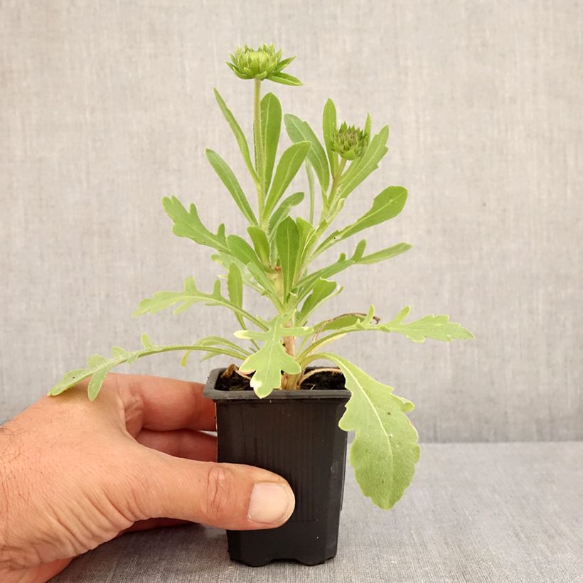 Exemplaar van Gaillardia Lutin - Kokardebloem Kweekpotje van 7/8 cm zoals geleverd in de zomer