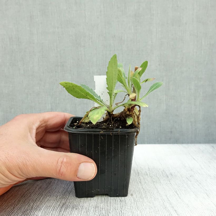 Exemplaar van Gaillardia grandiflora Fanfare - Kokardebloem Kweekpotje van 8/9 cm zoals geleverd in de herfst