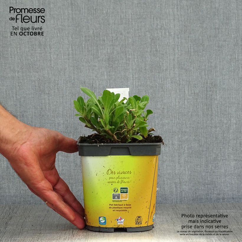Exemplaar van Gaillardia Mesa Bright Bicolor - Kokardebloem Pot van 2 l/3 l zoals geleverd in de herfst