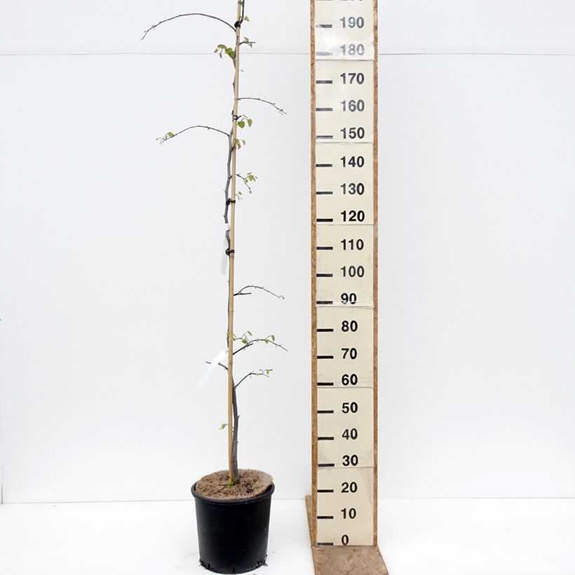 Exemplaar van Cercis canadensis Cascading Hearts - Amerikaanse Judasboom Pot van 7,5 l/10 l zoals geleverd in de lente
