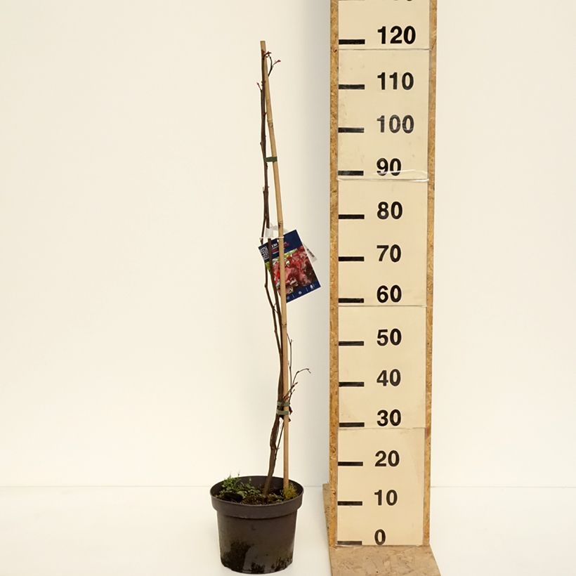 Exemplaar van Cercis canadensis Red Force - Amerikaanse Judasboom Pot van 7,5 l/10 l zoals geleverd in de lente