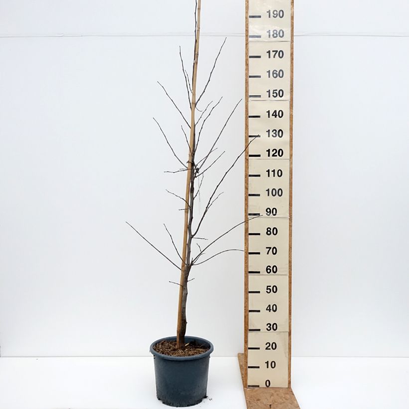 Exemplaar van Cercis canadensis Royal White - Amerikaanse Judasboom Pot van 12 l/15 l zoals geleverd in de herfst