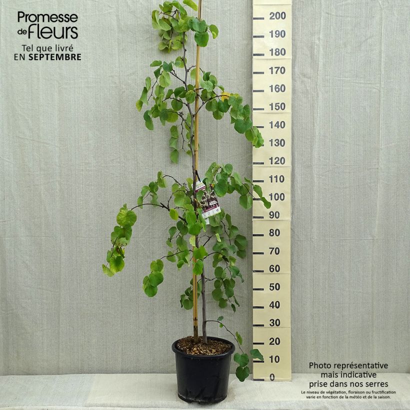 Exemplaar van Cercis canadensis Royal White - Amerikaanse Judasboom Pot van 12 l/15 l zoals geleverd in de zomer