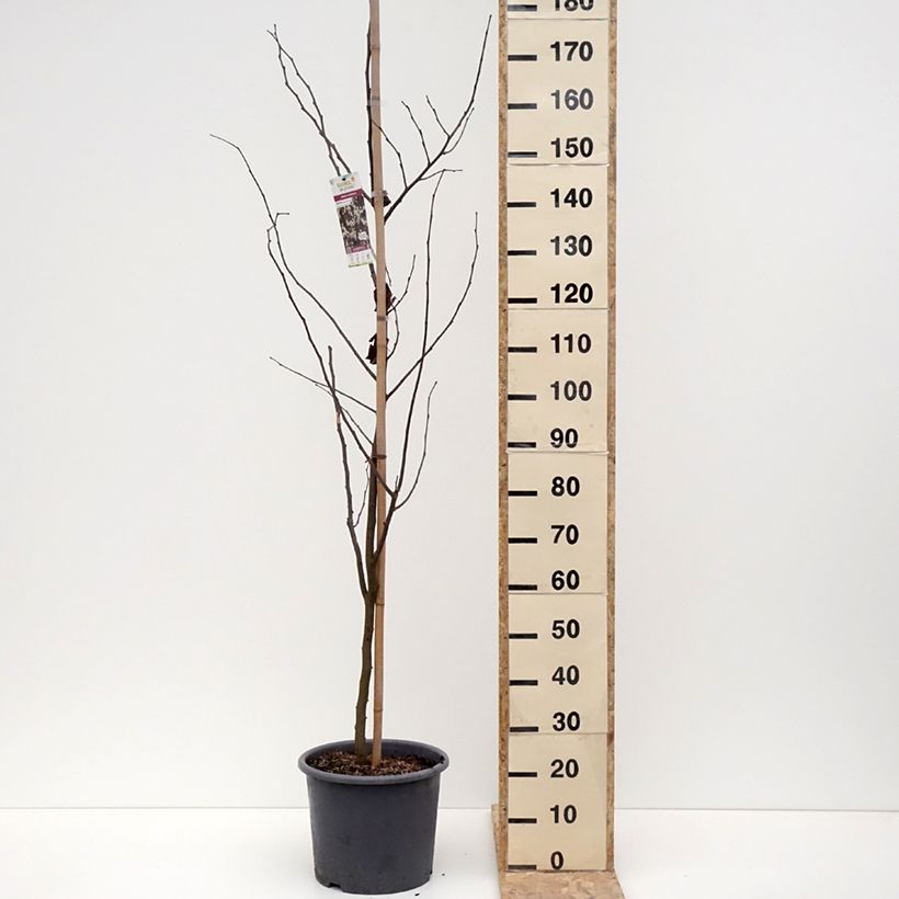 Exemplaar van Gainier du Canada - Cercis canadensis Royal White Pot de 12L/15L zoals geleverd in de winter