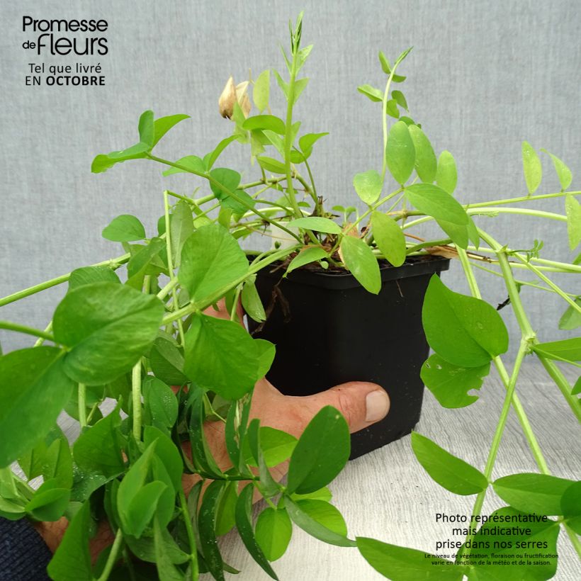 Exemplaar van Galega officinalis - Geitenruit Kweekpotje van 8/9 cm zoals geleverd in de herfst