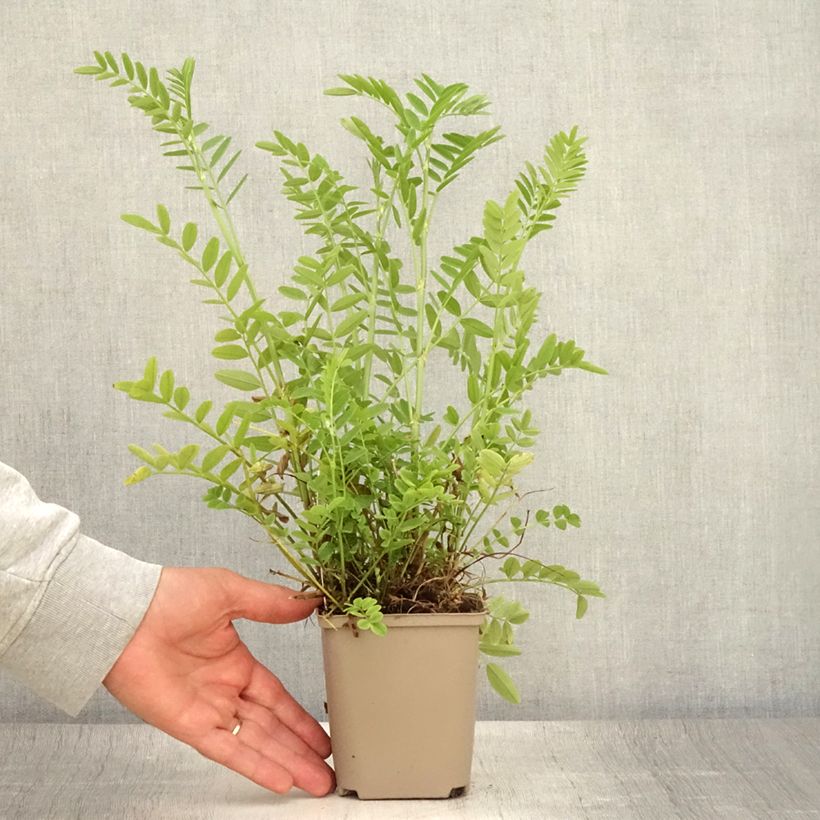 Exemplaar van Galega officinalis - Geitenruit Kweekpotje van 8/9 cm zoals geleverd in de zomer