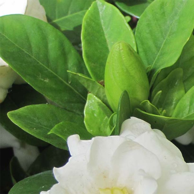 Gardenia jasminoides Crown Jewel - Kaapse jasmijn (Blad)
