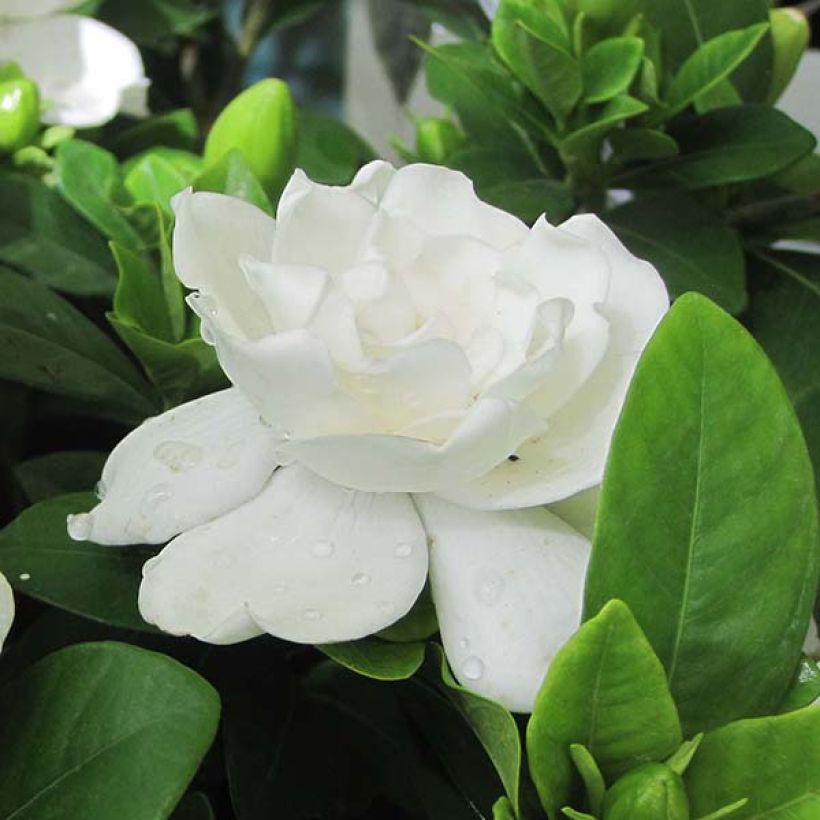 Gardenia jasminoides Crown Jewel - Kaapse jasmijn (Bloei)
