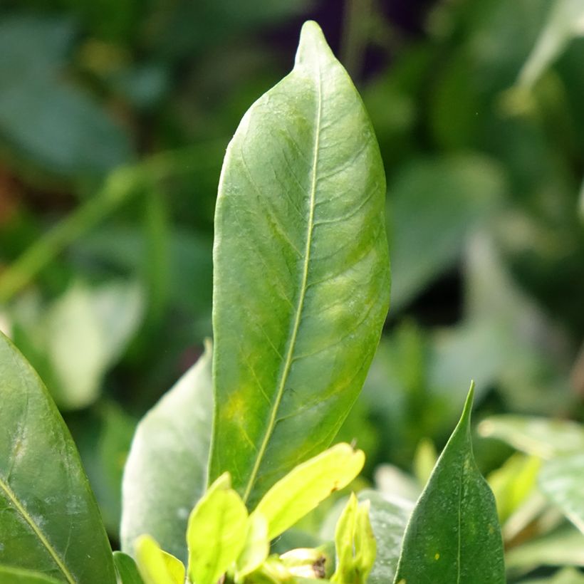 Gardenia jasminoides Celestial Star - Kaapse jasmijn (Blad)