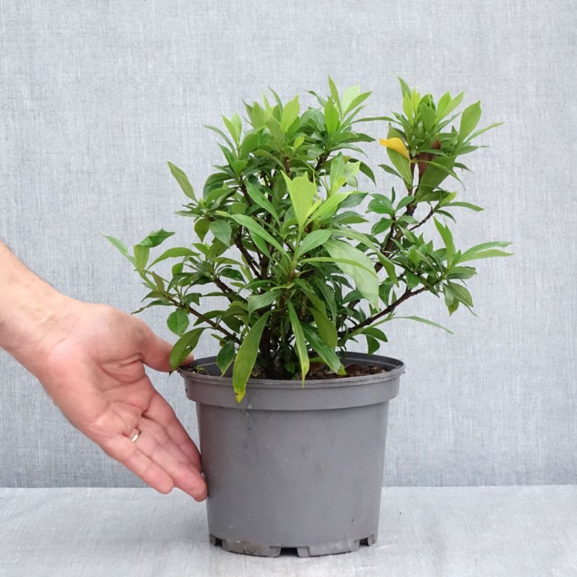 Exemplaar van Gardenia jasminoides Celestial Star - Kaapse jasmijn Pot van 3 l/4 l zoals geleverd in de zomer