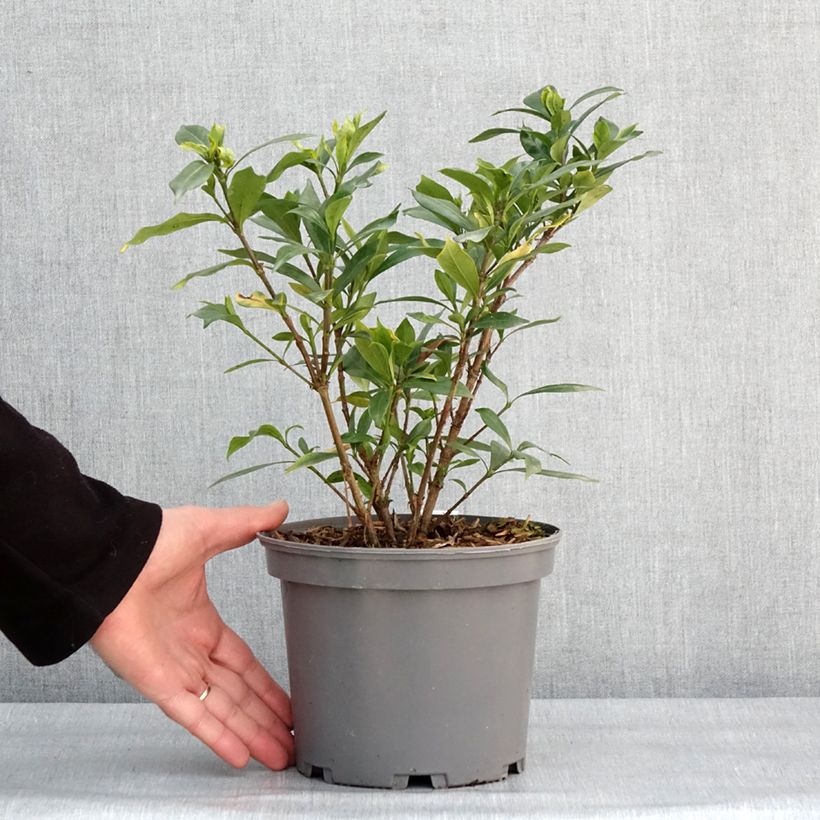 Exemplaar van Gardenia jasminoides Celestial Star - Kaapse jasmijn Pot van 3 l/4 l zoals geleverd in de winter
