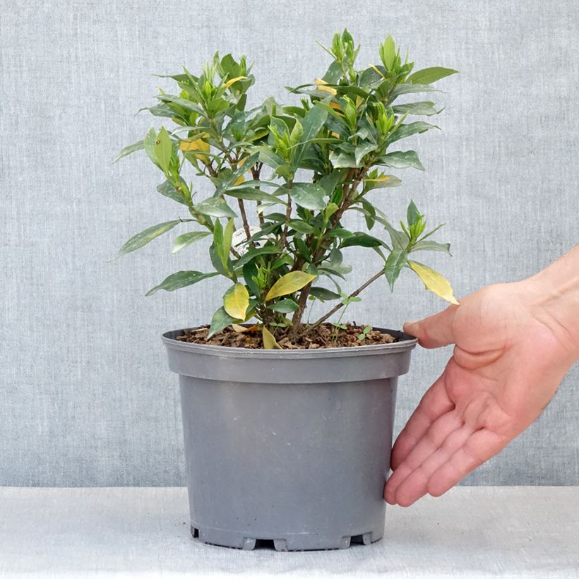 Example of Gardenia jasminoides Celestial Star - Kaapse jasmijn Pot van 3 l/4 l as you get in printemps