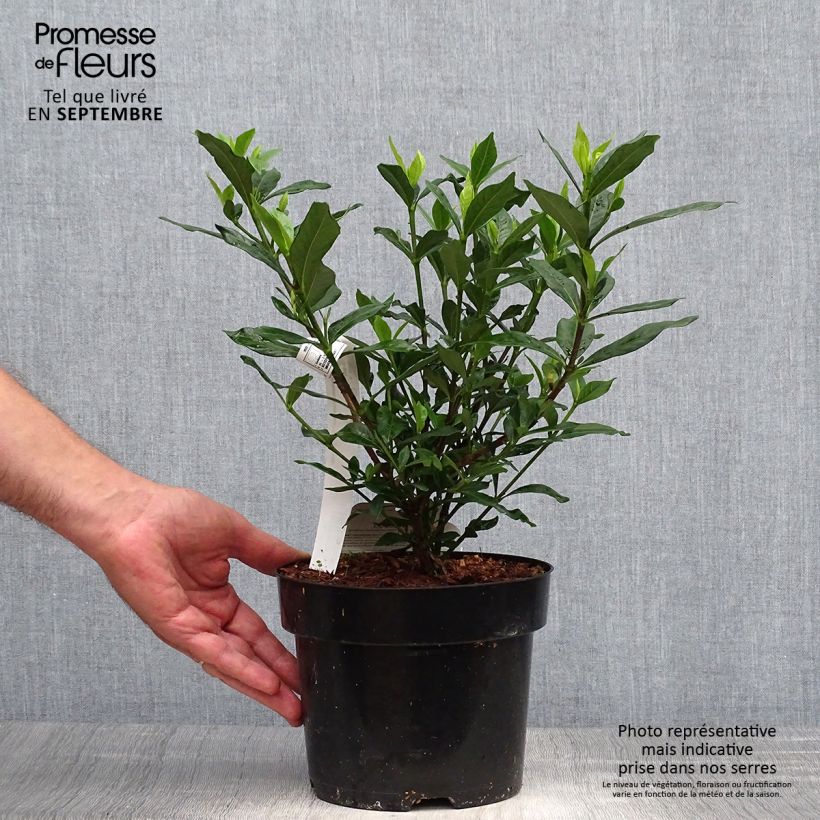 Exemplaar van Gardenia jasminoides Double Mint - Kaapse jasmijn Pot van 2 l/3 l zoals geleverd in de herfst