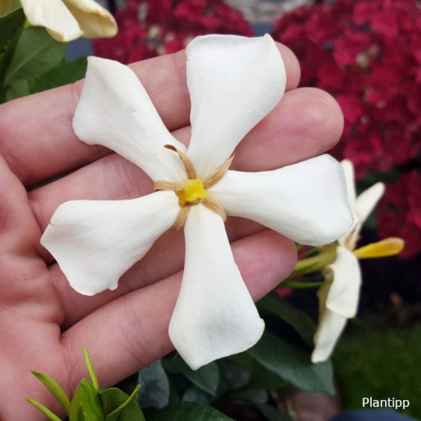 Gardenia Pinwheel - Kaapse jasmijn (Flowering)
