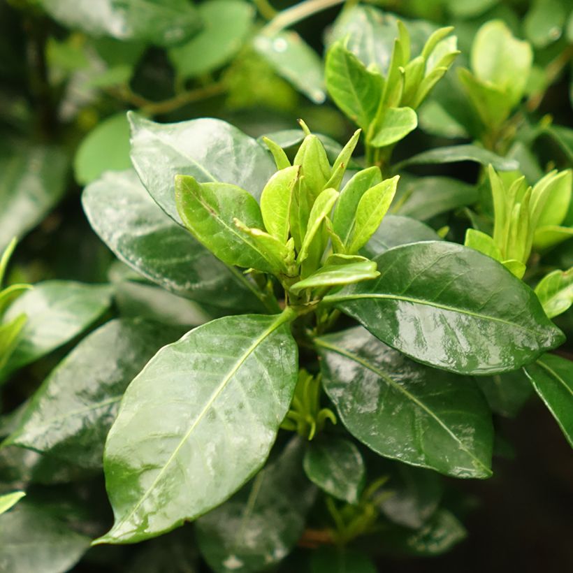 Gardenia Pinwheel - Kaapse jasmijn (Blad)