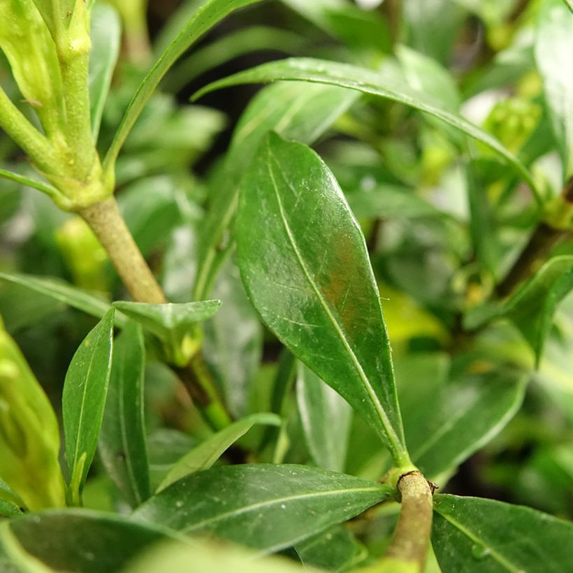 Gardenia jasminoides Sweetheart - Kaapse jasmijn (Blad)