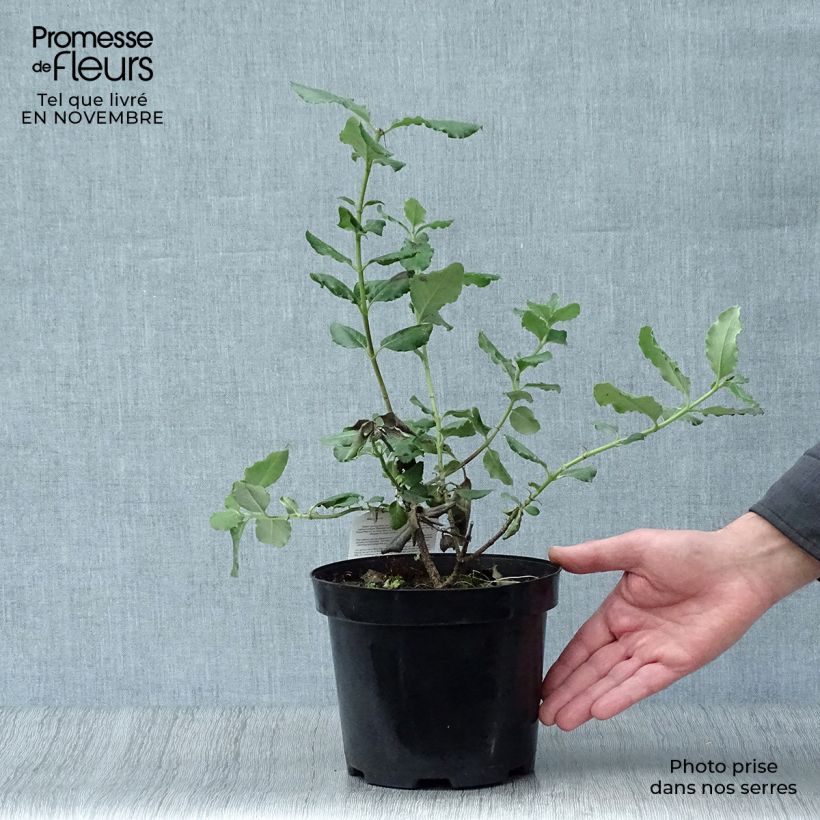 Exemplaar van Garrya elliptica - Katjesstruik Pot van 2 l/3 l zoals geleverd in de herfst