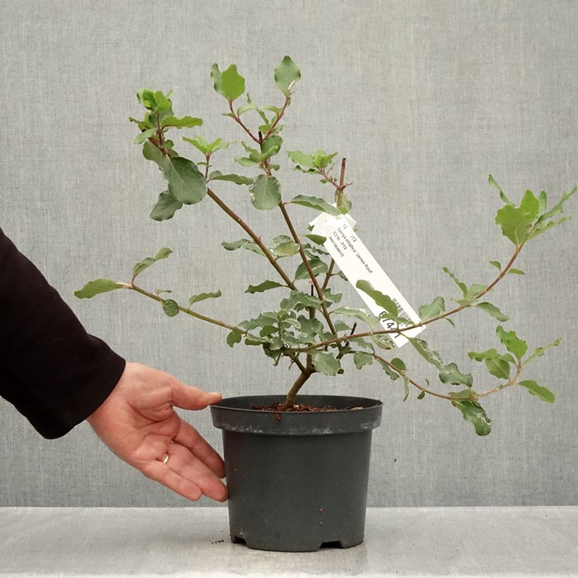 Exemplaar van Garrya elliptica James Roof - Katjesstruik Pot van 2 l/3 l zoals geleverd in de herfst