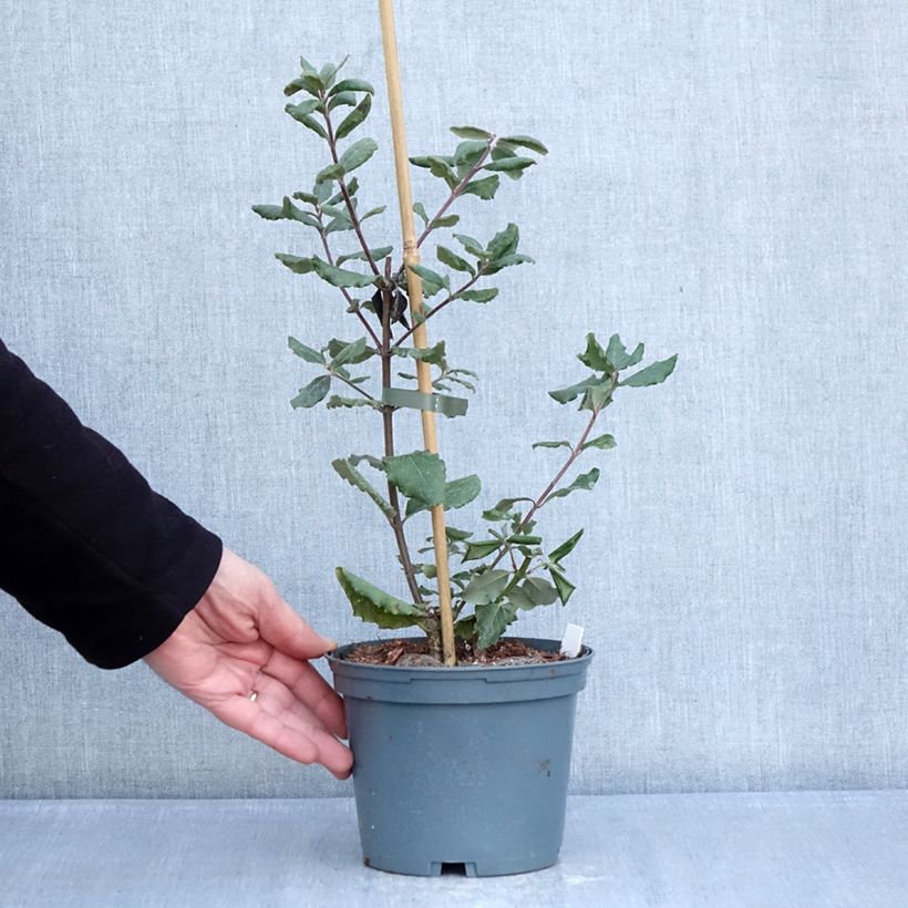 Example of Garrya elliptica James Roof - Katjesstruik Pot van 2 l/3 l as you get in hiver