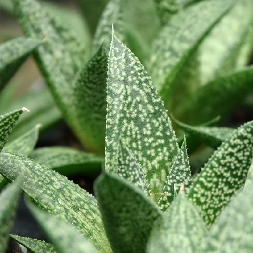 Gasteria D. Delta (Blad)