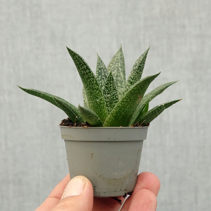 Exemplaar van Gasteria D. Delta Mini-kamerplanten zoals geleverd in de lente