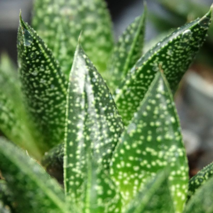 Gasteria D. Due (Blad)