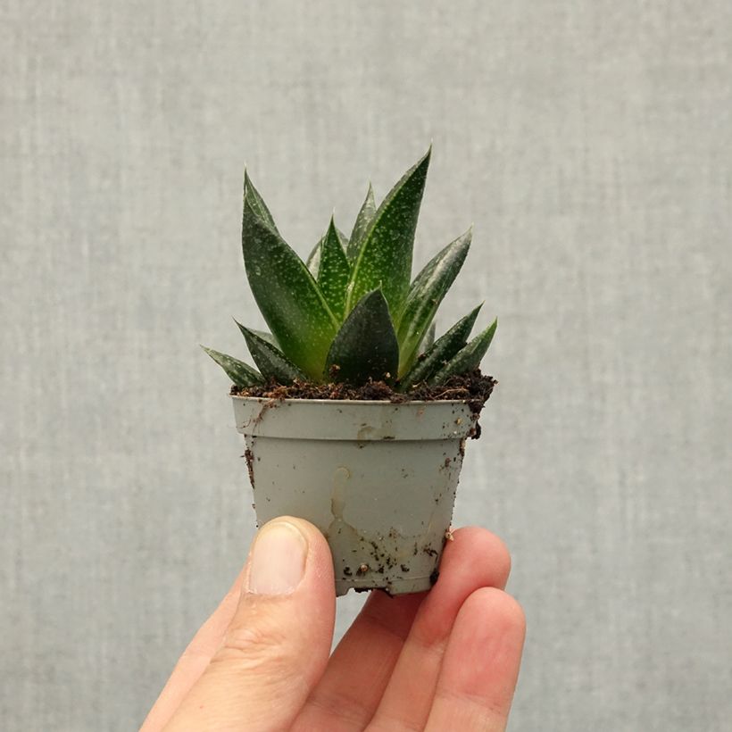 Exemplaar van Gasteria D. Due Mini-kamerplanten zoals geleverd in de lente