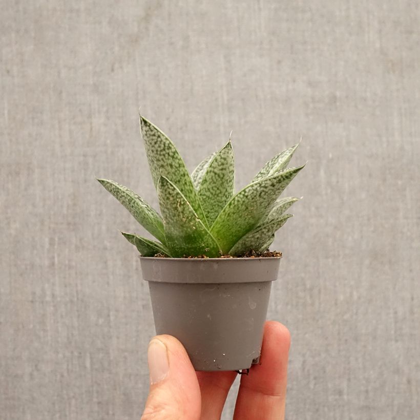Exemplaar van Gasteria D. Nella Mini-kamerplanten zoals geleverd in de lente