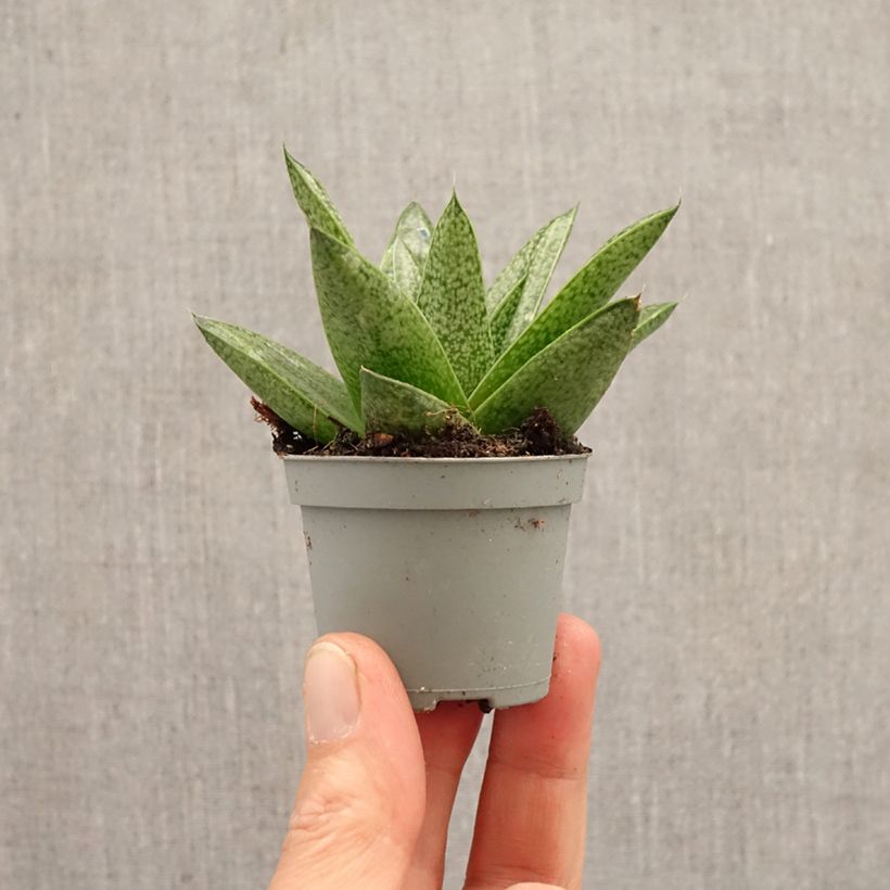 Exemplaar van Gasteria D. Tiga Mini-kamerplanten zoals geleverd in de lente