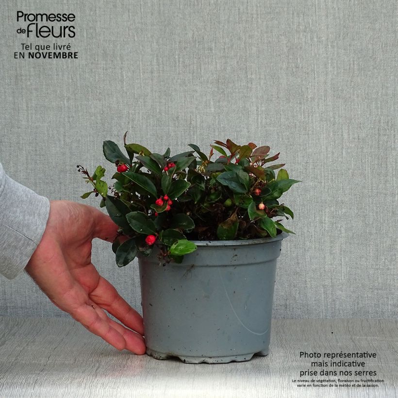 Exemplaar van Gaultheria procumbens - Bergthee Pot van 2 l/3 l zoals geleverd in de herfst