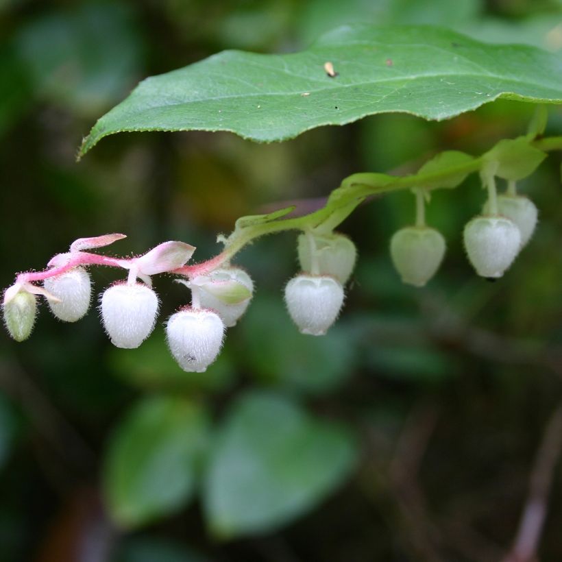 Gaultheria shallon - Shallon (Bloei)