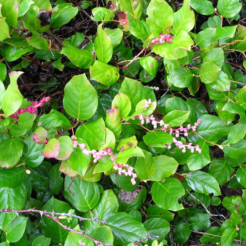 Gaultheria shallon - Shallon (Groeiplaats)