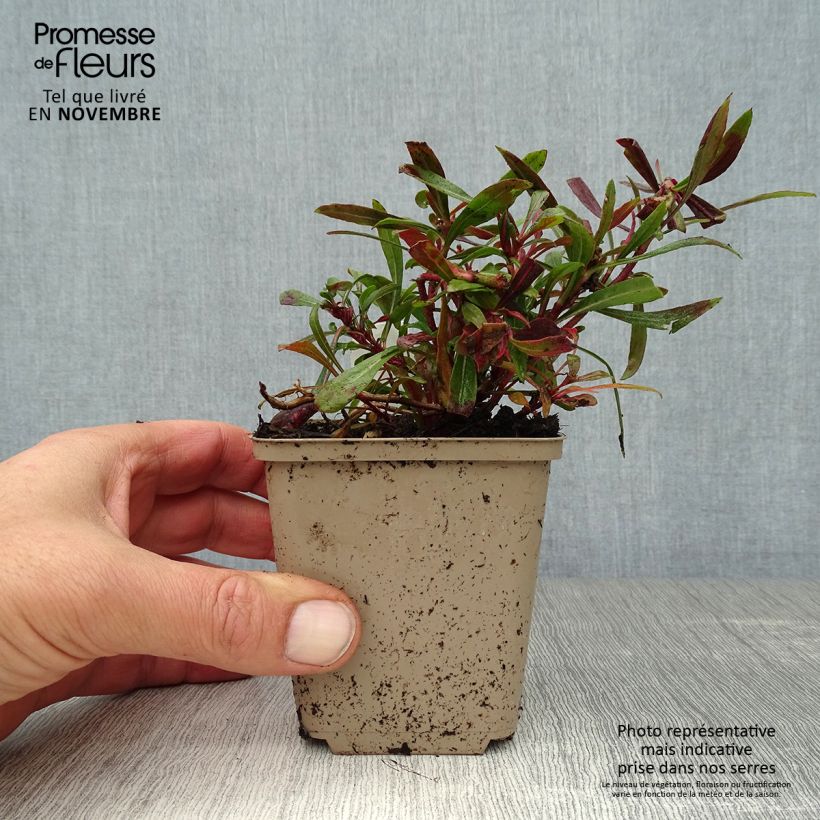Exemplaar van Gaura Crimson Butterfly - Prachtkaars Kweekpotje van 8/9 cm zoals geleverd in de herfst