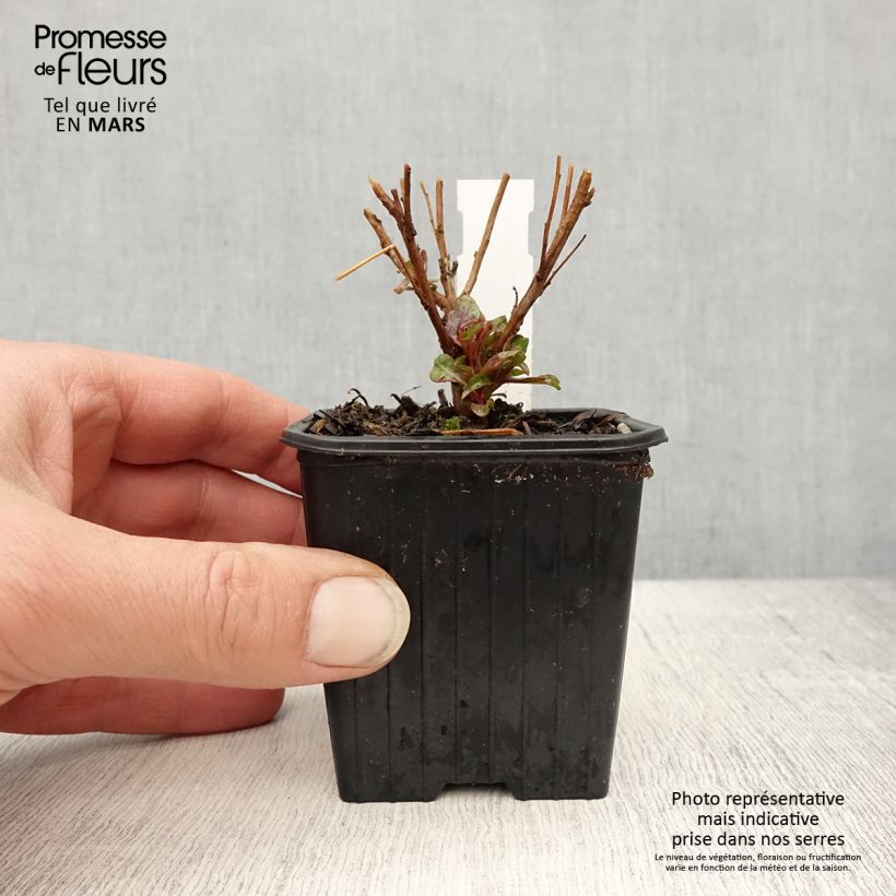 Exemplaar van Gaura lindheimeri Baby Butterfly Dark Pink - Prachtkaars Kweekpotje van 8/9 cm zoals geleverd in de lente