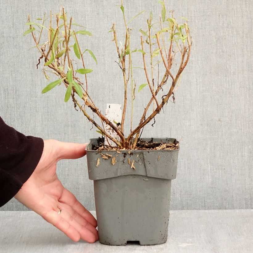 Exemplaar van Gaura lindheimeri Baby Butterfly Dark Pink - Prachtkaars Pot van 2 l/3 l zoals geleverd in de herfst