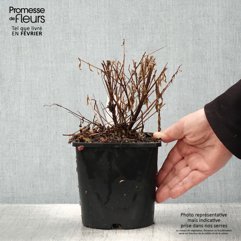 Exemplaar van Gaura lindheimeri Baby Butterfly Dark Pink - Gaura de Lindheimer nain Pot de 2L/3L zoals geleverd in de winter
