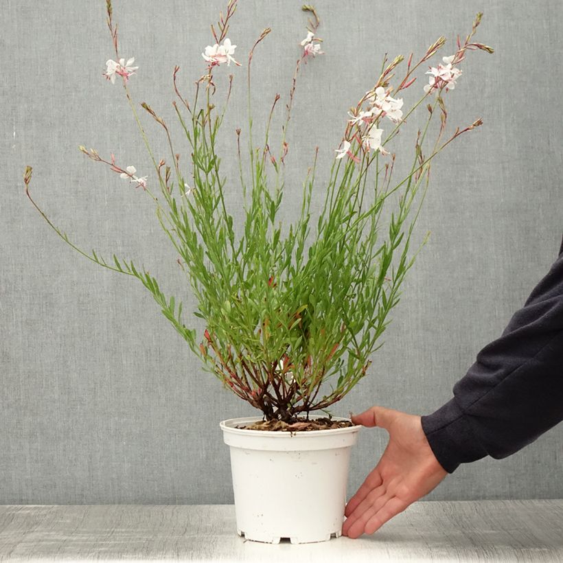 Exemplaar van Gaura lindheimeri Wit - Prachtkaars Pot van 2 l/3 l zoals geleverd in de zomer