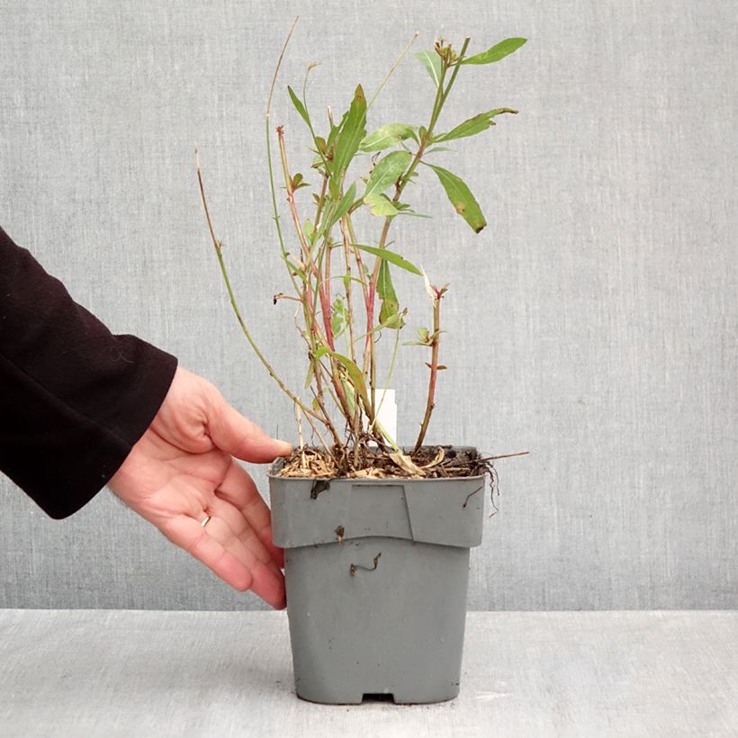 Exemplaar van Gaura lindheimeri Snowstorm - Prachtkaars Pot van 2 l/3 l zoals geleverd in de herfst