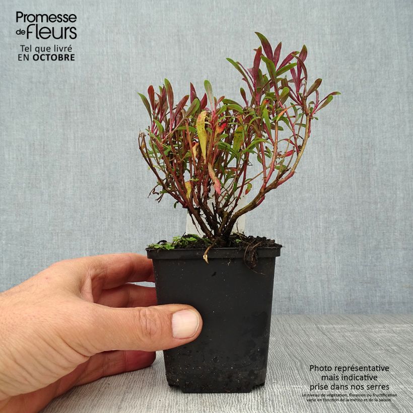 Exemplaar van Gaura lindheimeri Blaze - Gaura de Lindheimer Godet de 8/9 cm zoals geleverd in de herfst