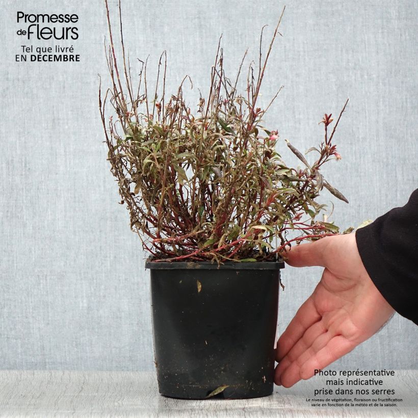 Exemplaar van Gaura lindheimeri Blaze - Gaura de Lindheimer Pot de 2L/3L zoals geleverd in de herfst