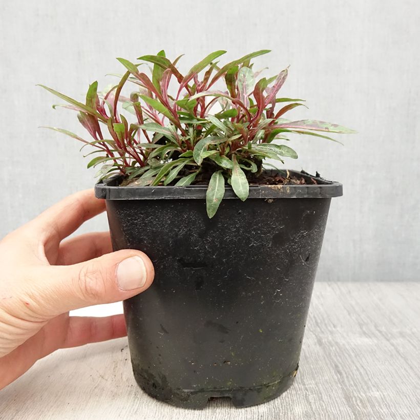 Exemplaar van Gaura lindheimeri Blaze - Prachtkaars Pot van 2 l/3 l zoals geleverd in de lente