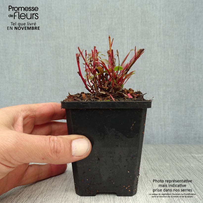 Exemplaar van Gaura lindheimeri Cherry Brandy - Prachtkaars Kweekpotje van 8/9 cm zoals geleverd in de herfst