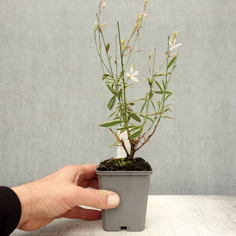 Exemplaar van Gaura lindheimeri Corries Gold - Prachtkaars Kweekpotje van 8/9 cm zoals geleverd in de herfst