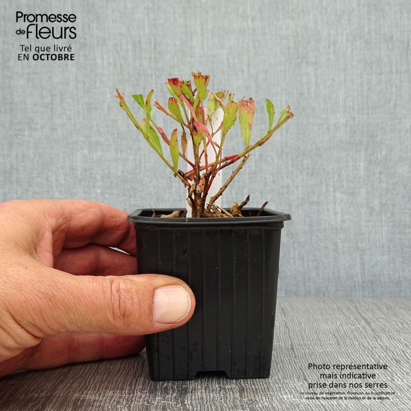 Exemplaar van Gaura lindheimeri Freefolk Rosy - Prachtkaars Kweekpotje van 8/9 cm zoals geleverd in de herfst