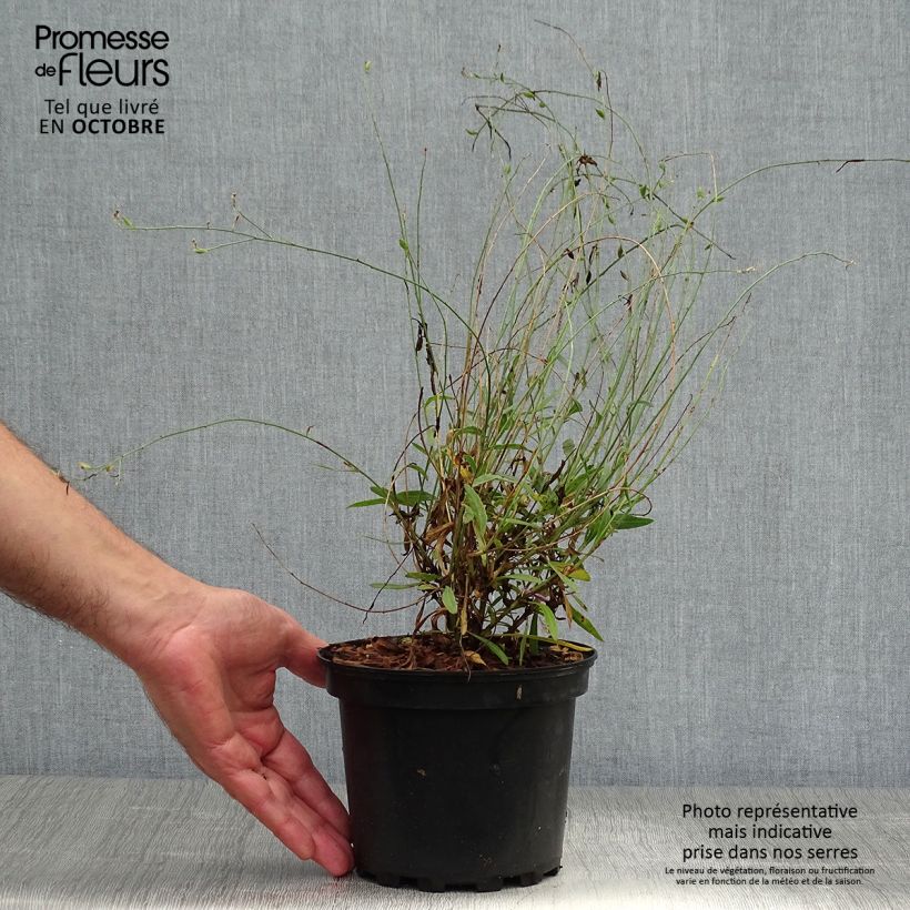 Exemplaar van Gaura lindheimeri Siskiyou Pink - Prachtkaars Pot van 2 l/3 l zoals geleverd in de herfst