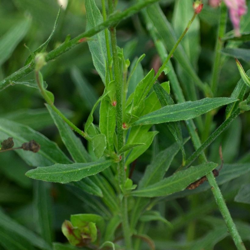 Gaura lindheimeri Rosy Jane - Prachtkaars (Blad)