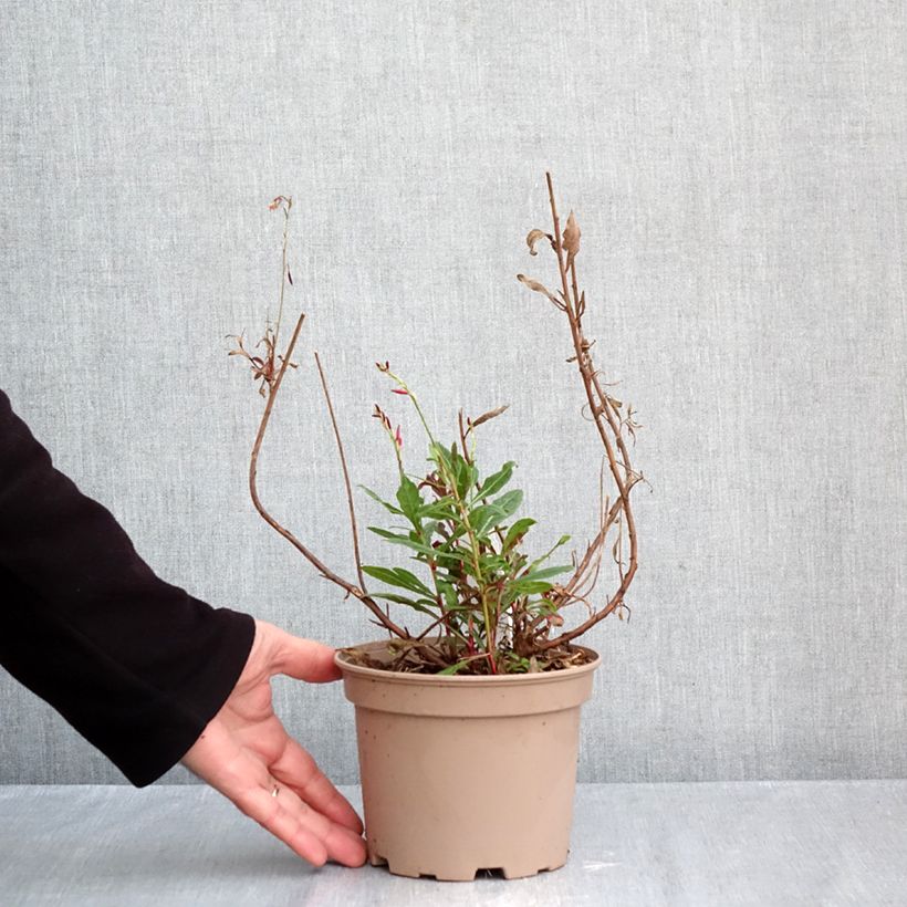 Exemplaar van Gaura lindheimeri Rosy Jane - Prachtkaars Pot van 2 l/3 l zoals geleverd in de herfst