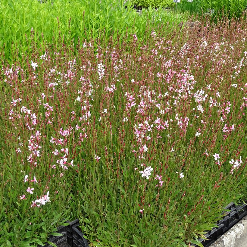 Gaura lindheimeri Siskiyou Pink - Prachtkaars (Groeiplaats)